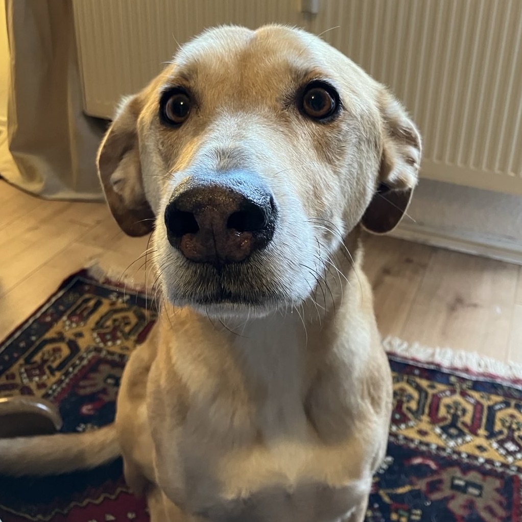 Unser Projekthund Ari blickt fragend: Gibts ein Leckerli?